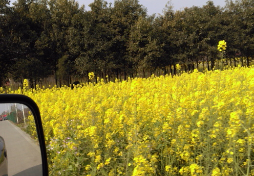 Rapeseed-land