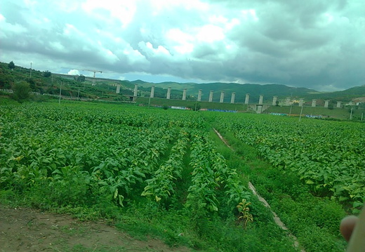 tobacco-land